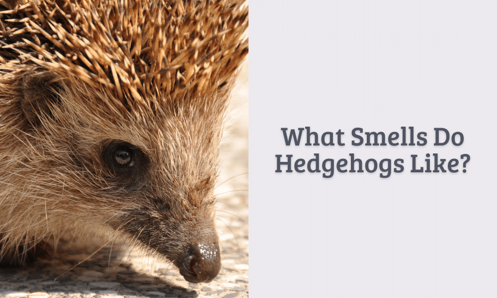 Do hedgehogs like the smell of lavender?