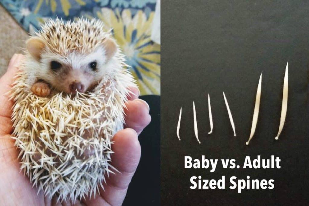 Do hedgehogs lose their spines when sick?