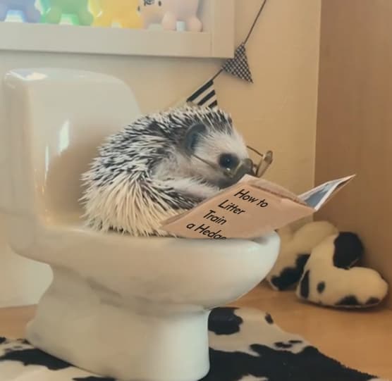 Do hedgehogs poop in a litter box?