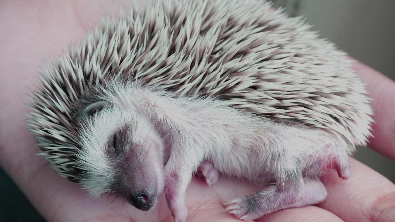 Do hedgehogs sleep in the same place?