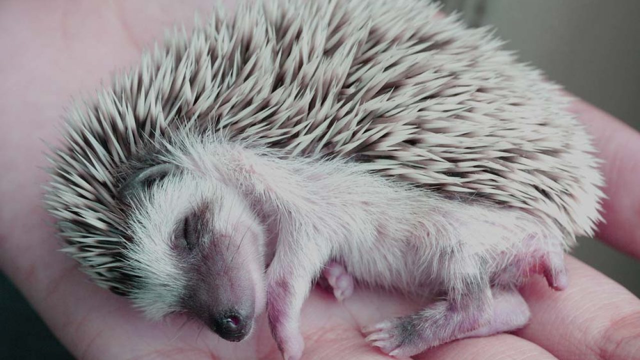 Do Hedgehogs sleep through the night?