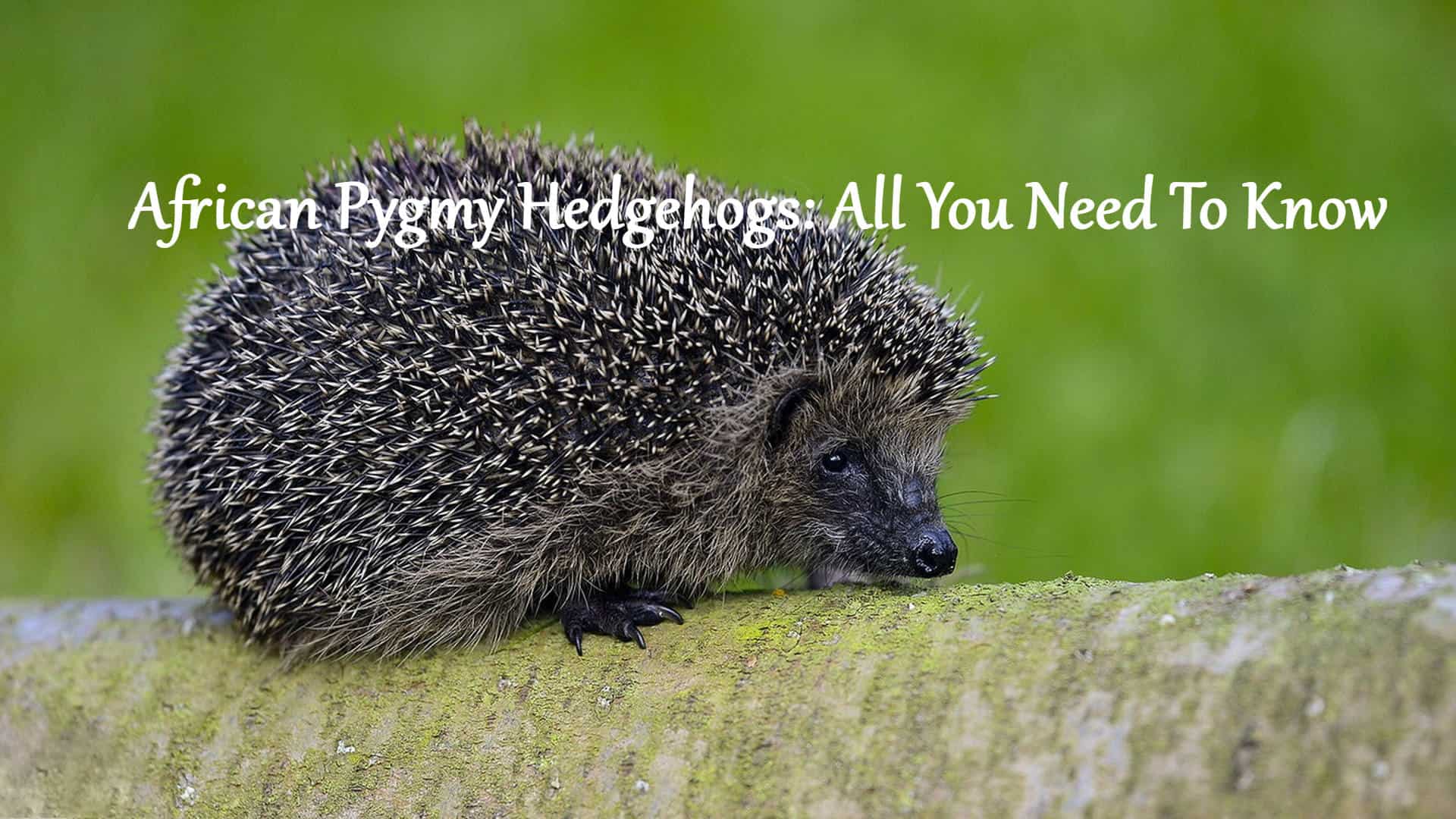 Do hedgehogs socialize in the wild?