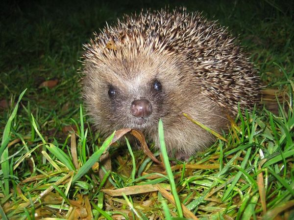 Do hedgehogs travel in groups?