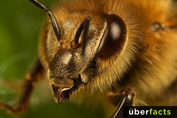 Do honey bees have hair on their eyeballs?