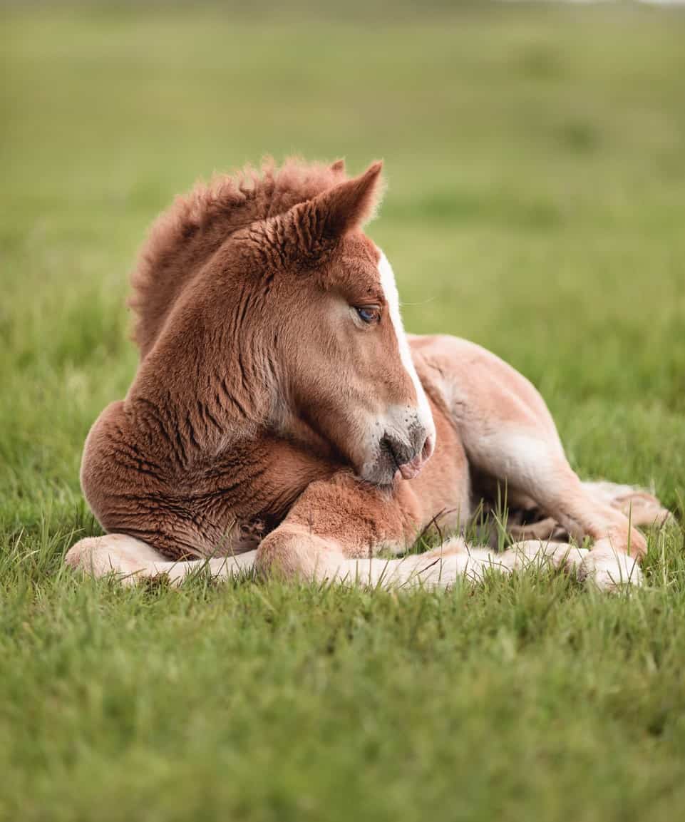 Do horses like to sleep lying down?