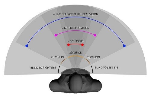 Do humans have 180 degree vision?