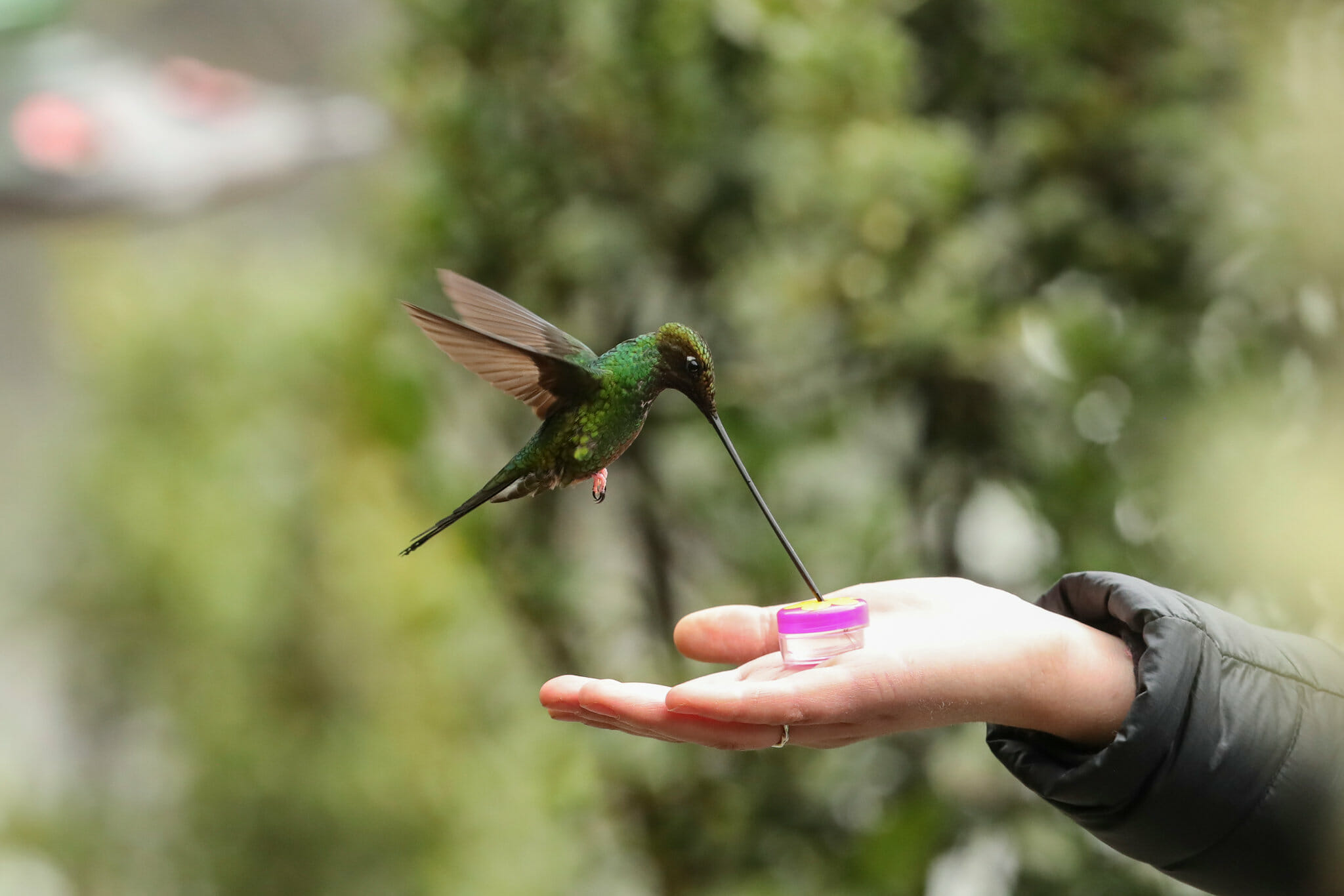 Do hummingbirds recognize humans?