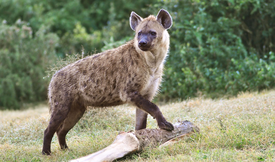 Do hyenas eat bone marrow?