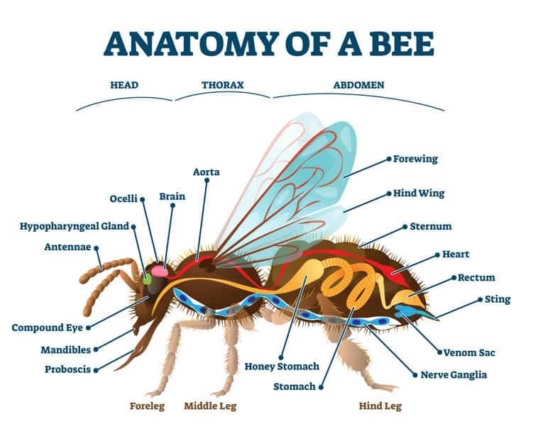 Do insect hearts have chambers?