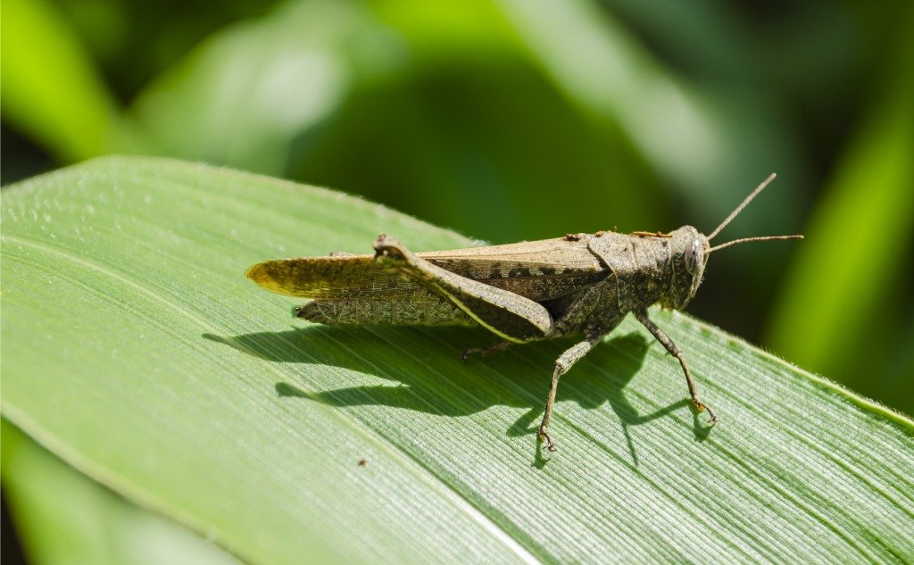 Do insects have 6 legs or 6 limbs? [2022] 🐬 | Animalia-life.club