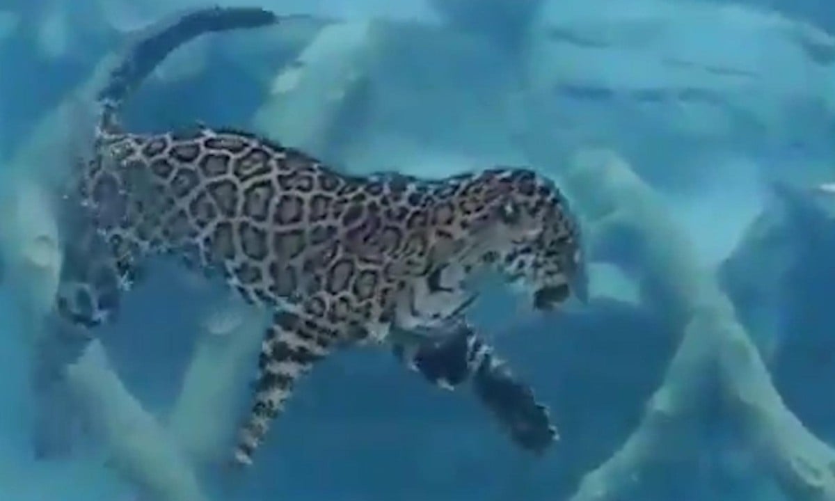 Do Jaguars like to swim?