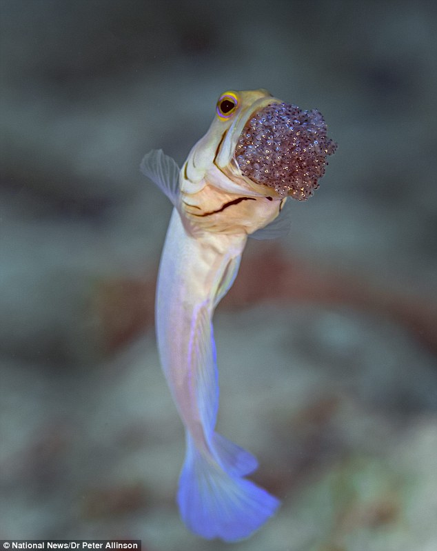 Do jawfish lay eggs or give birth?