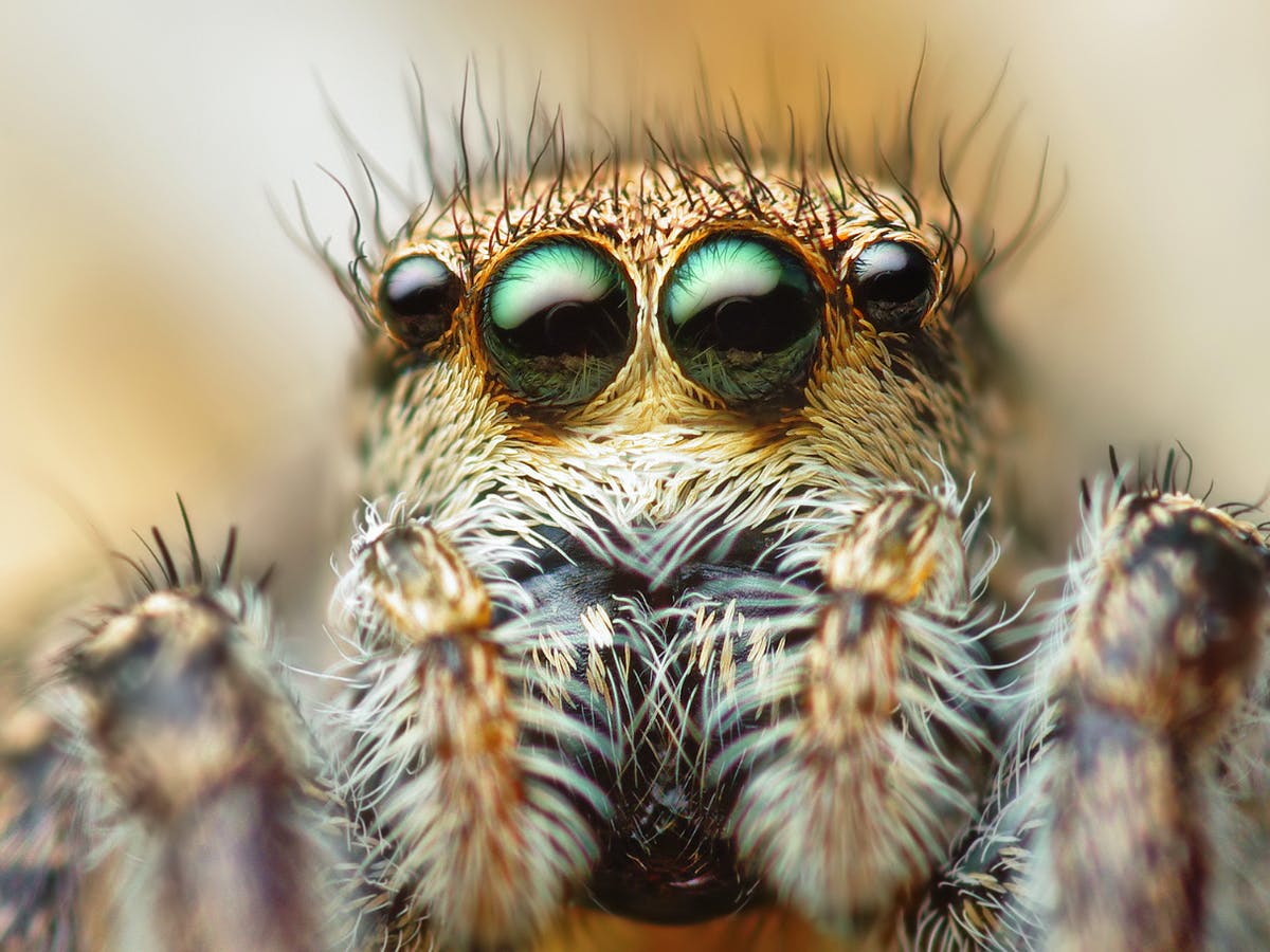 Do jumping spiders have 4 eyes?