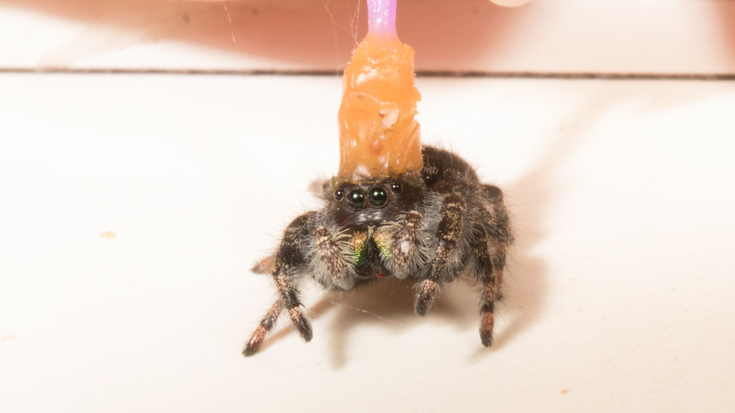 Do jumping spiders have eyes?