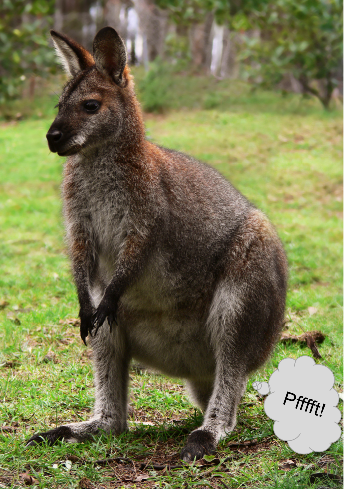 Do kangaroos Burp and fart?