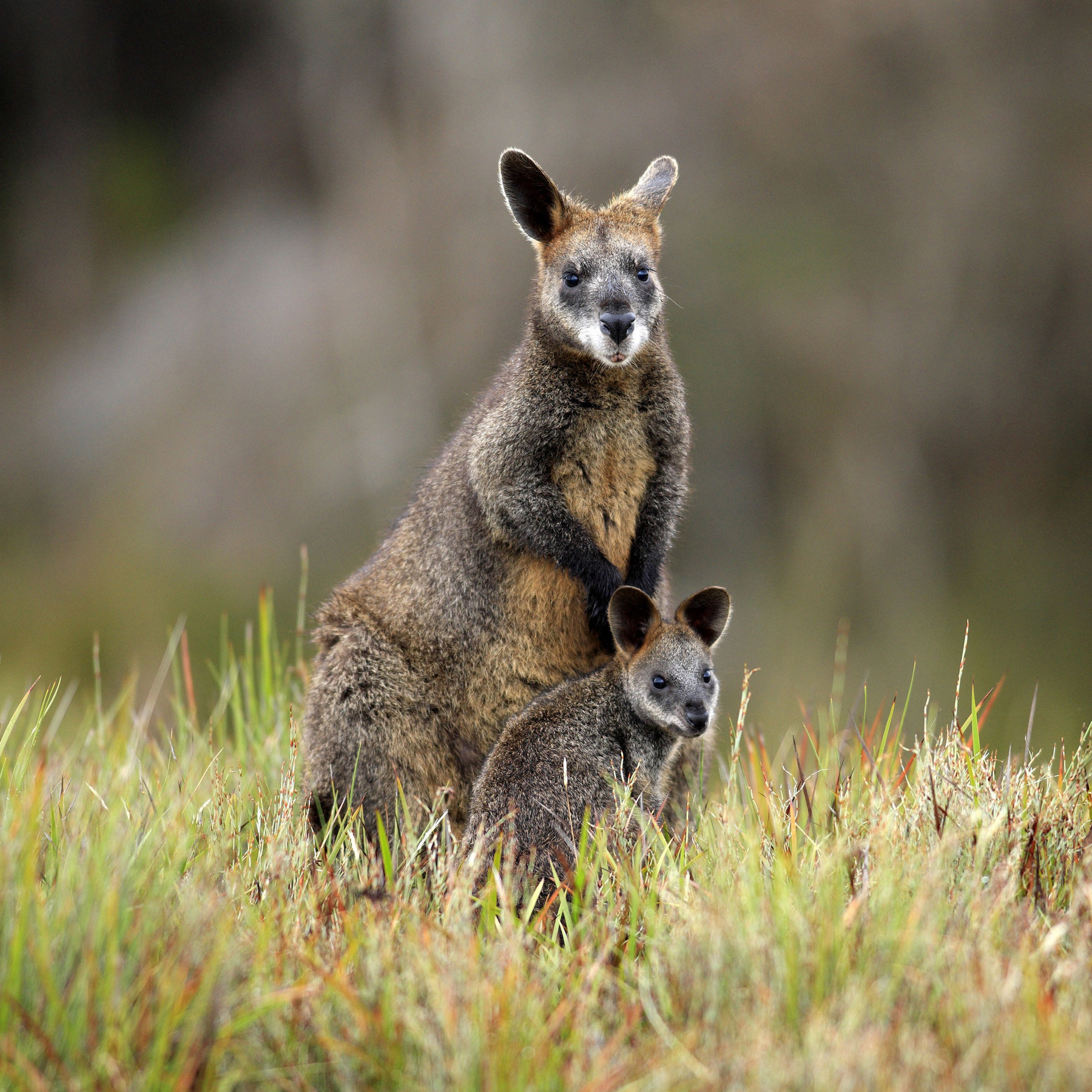 Do kangaroos come back for their babies?