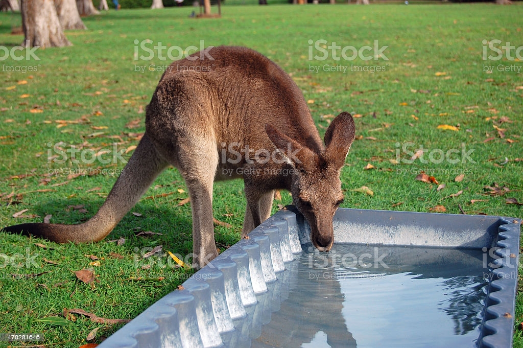 Do kangaroos drink water?