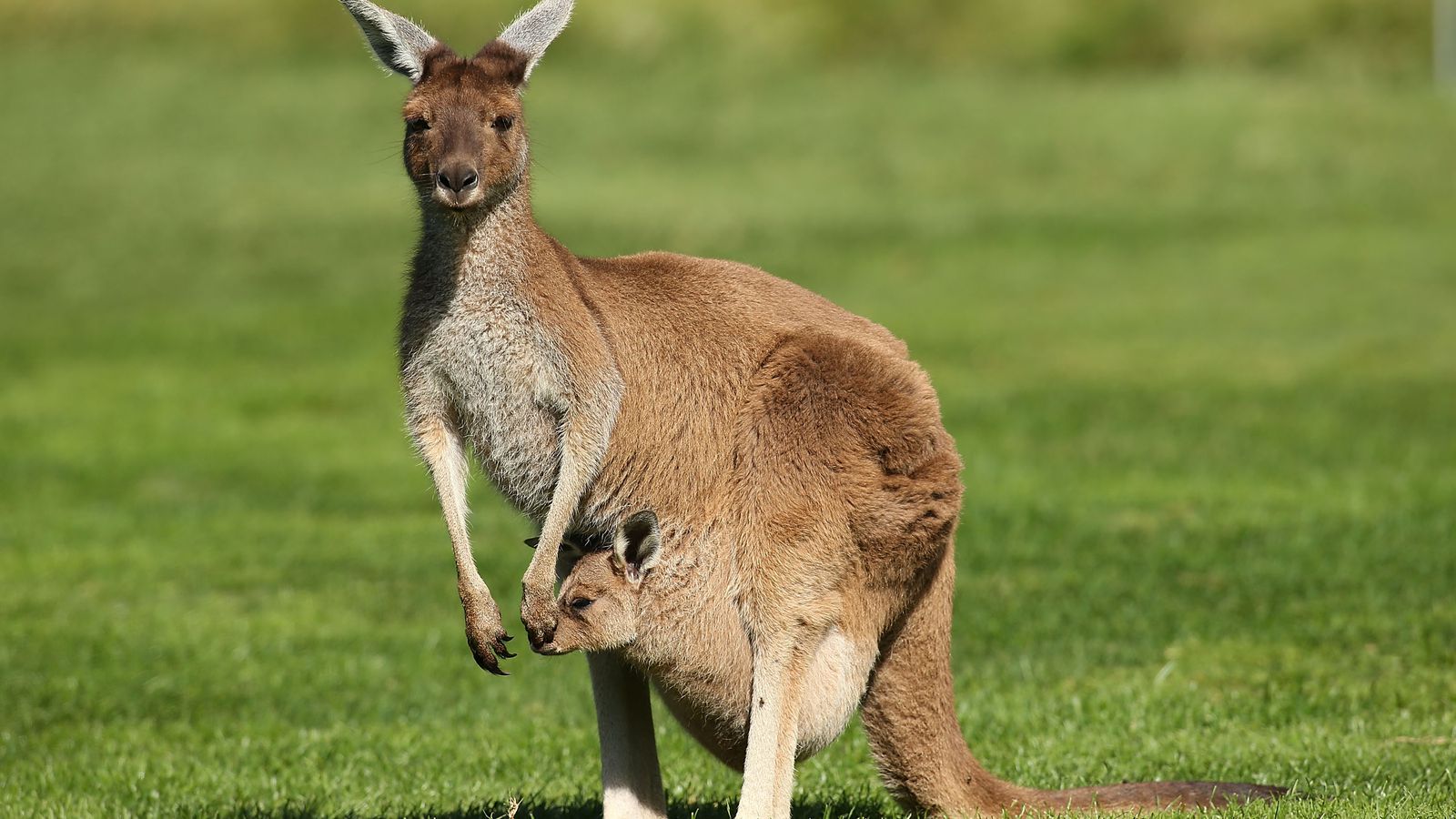 Do kangaroos have bacteria in their poop?