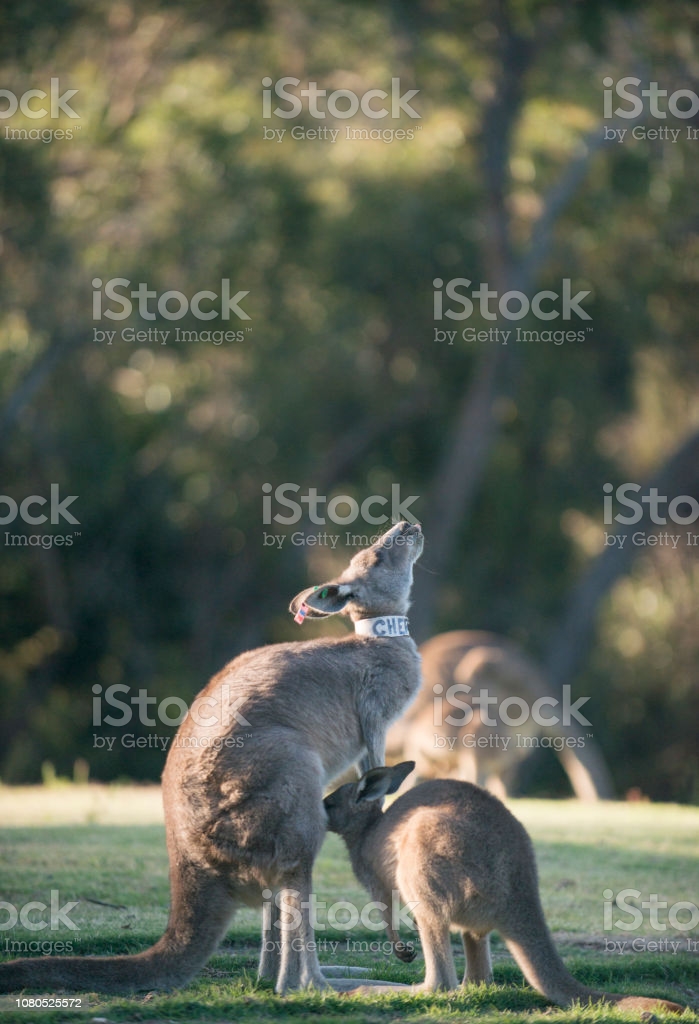 Do kangaroos have breast?