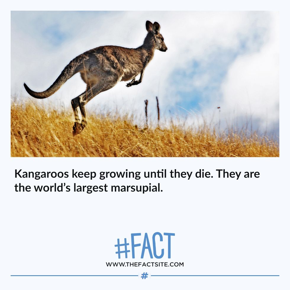 Do kangaroos keep growing until they die?