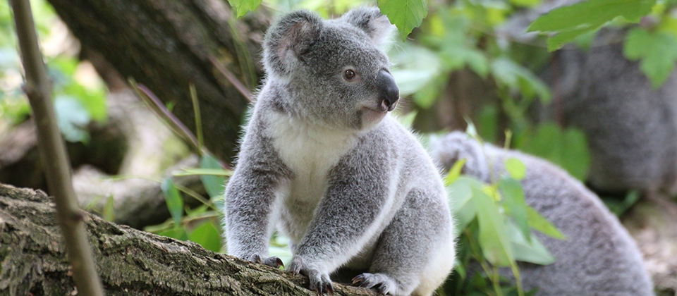 Do koalas have fingerprint?