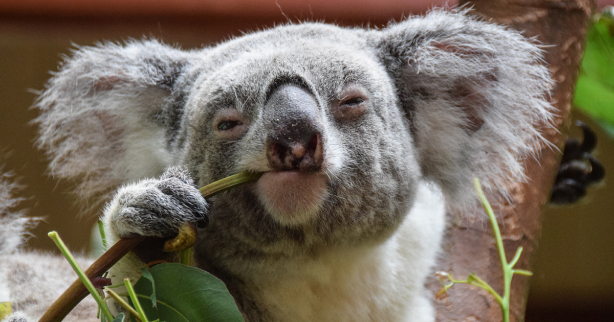 Do koalas imprint?