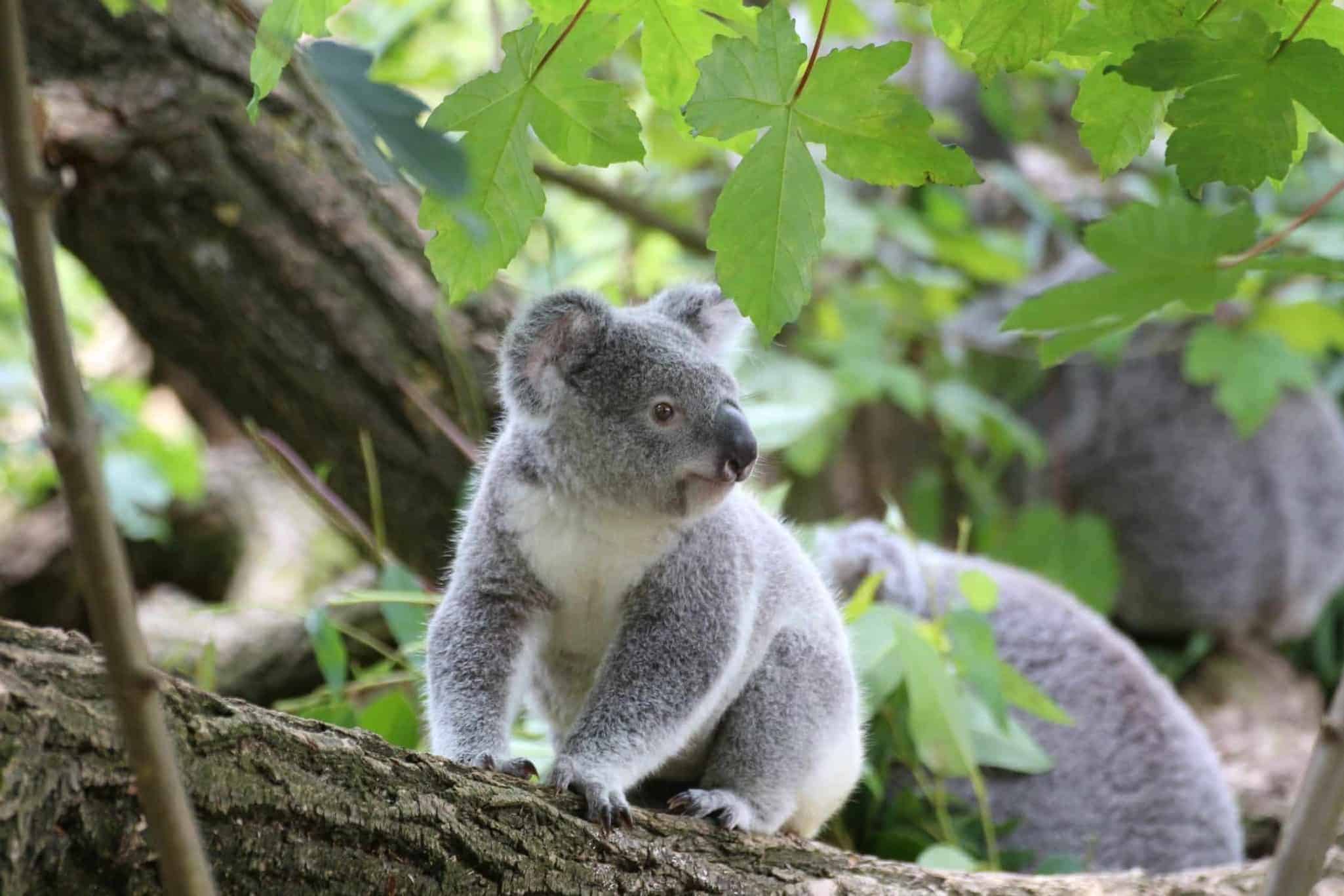 Do koalas live on the ground?