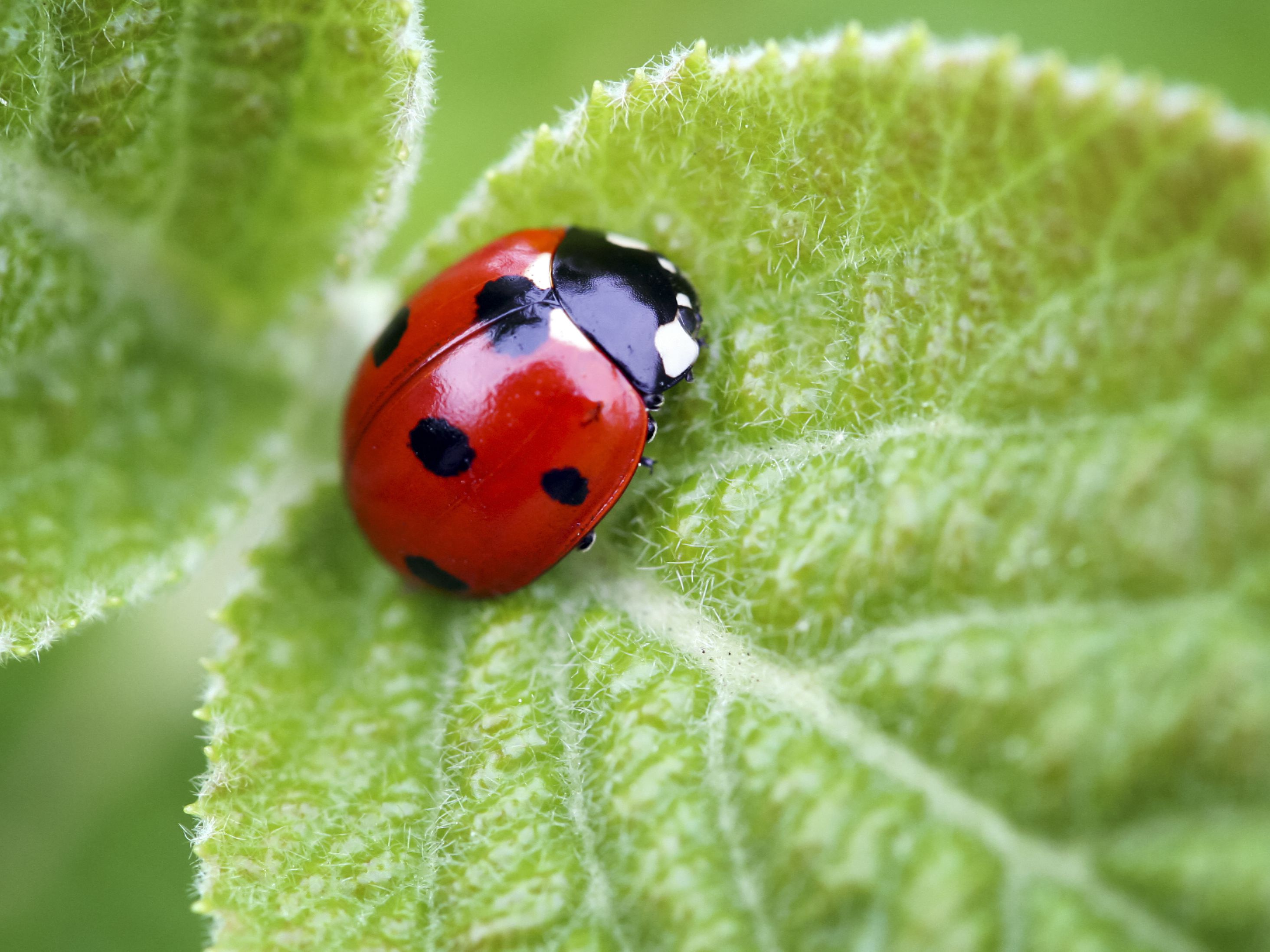 Do ladybugs have red spots?