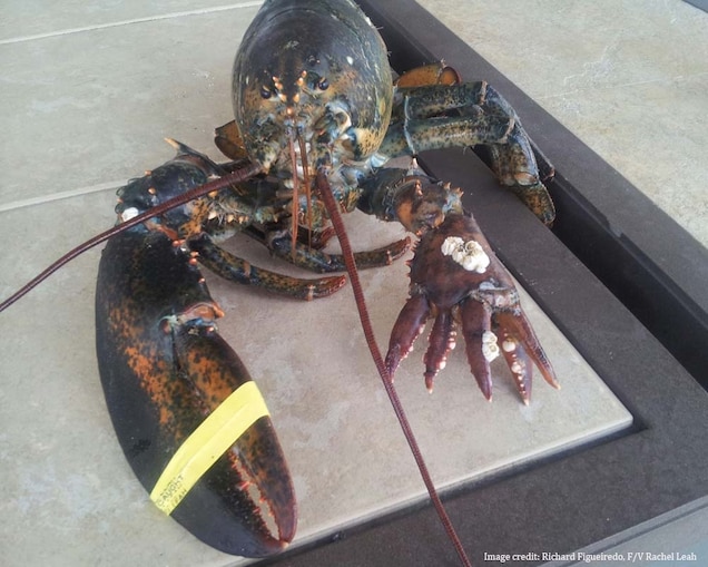 Do lobsters have 6 claws?