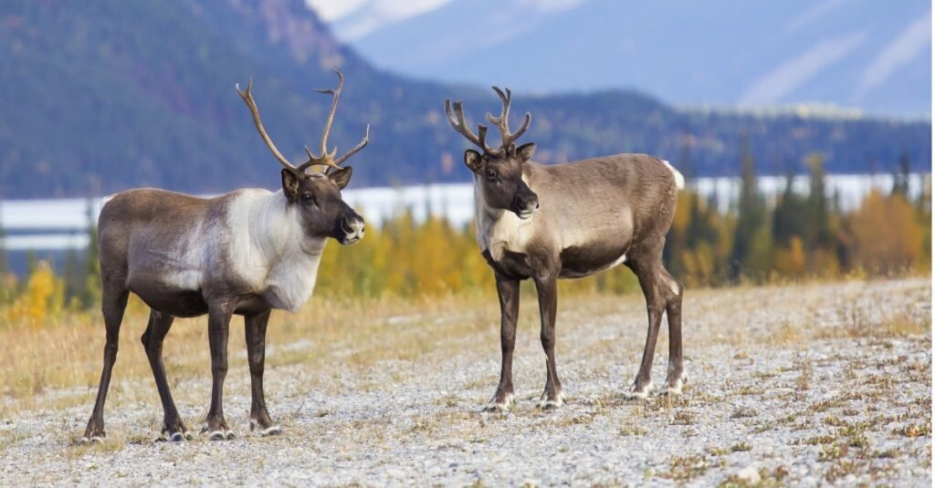 Do male and female reindeer have antlers?