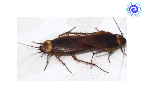 Do male cockroaches have Spermatheca?