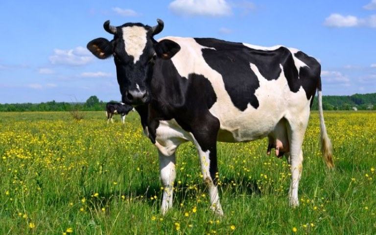 Do male cows have teats?