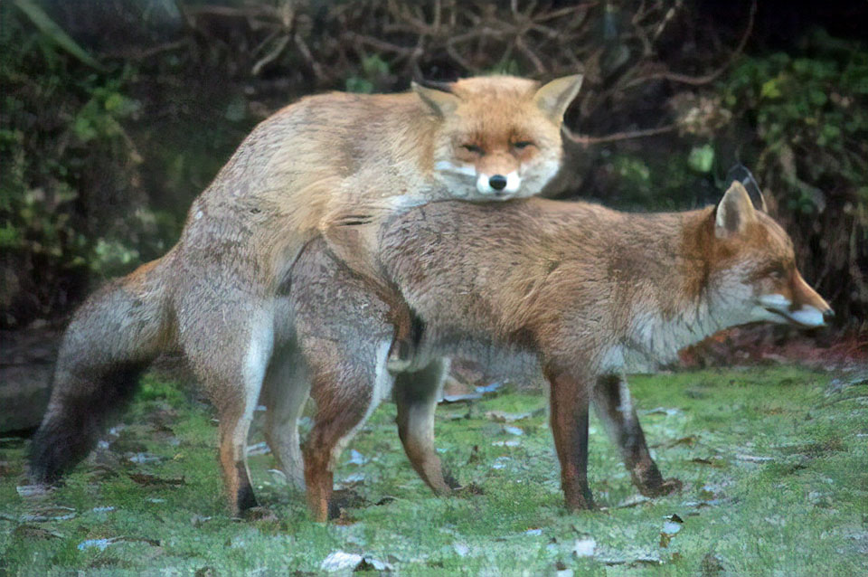 Do male foxes stay with the family?