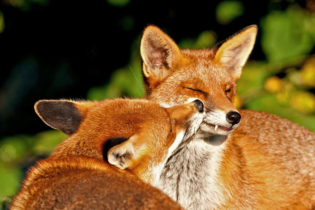 Do male foxes stay with the female?