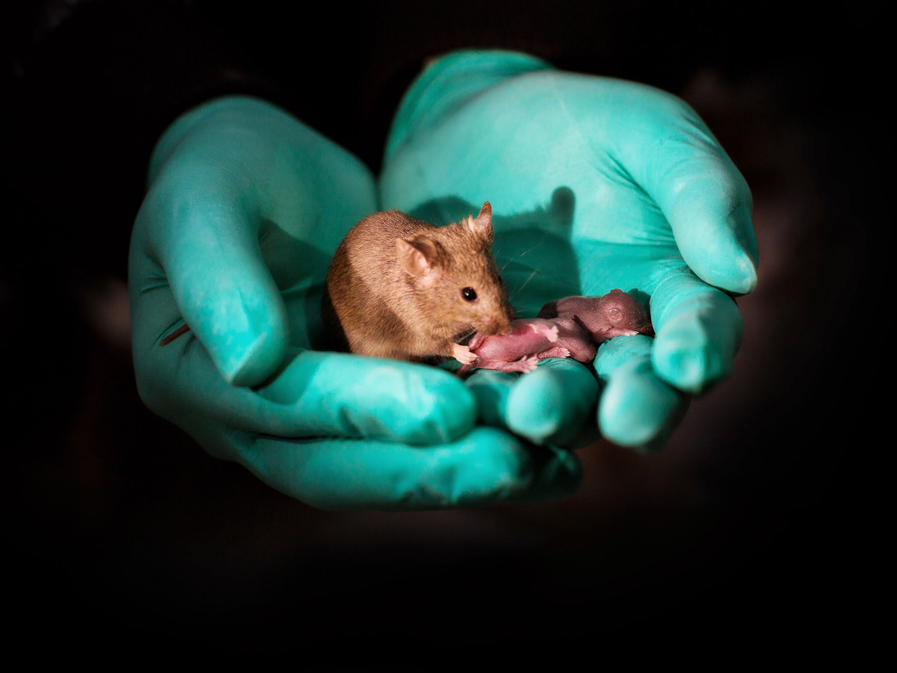 Do male mice make babies?