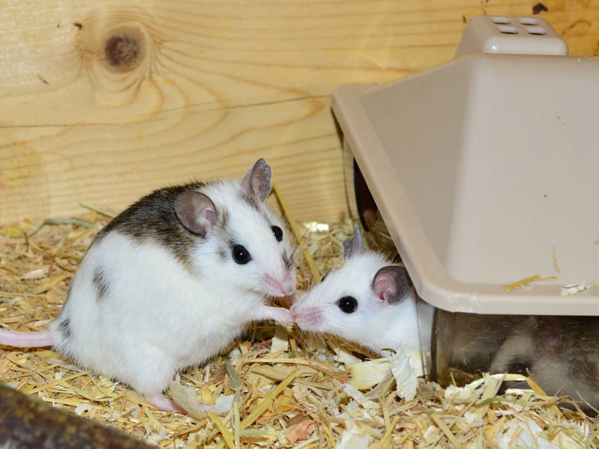Do male mice mount each other?