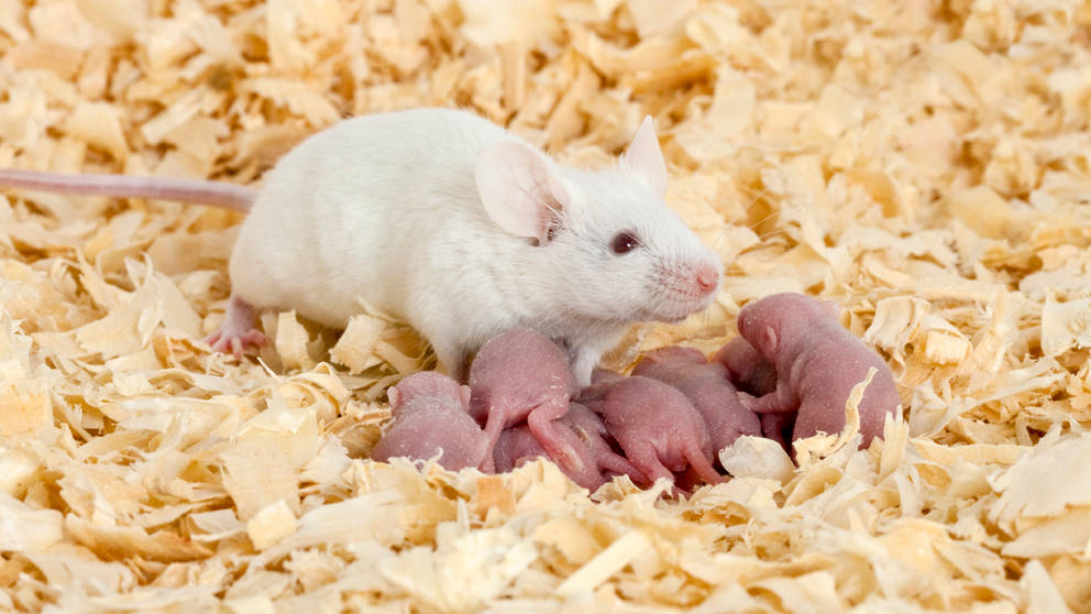 Do male mice stay with babies?