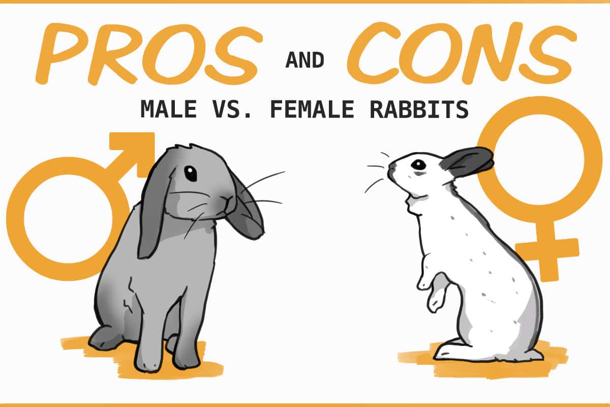 Do male rabbits eat more than female rabbits?