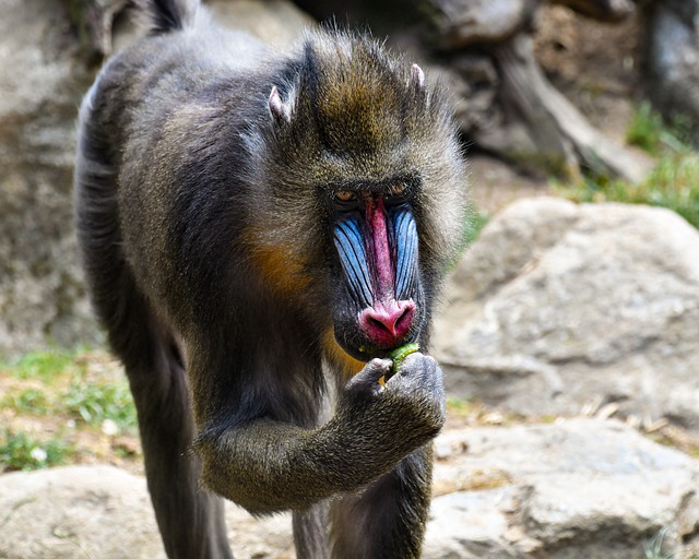 Do mandrills eat humans?