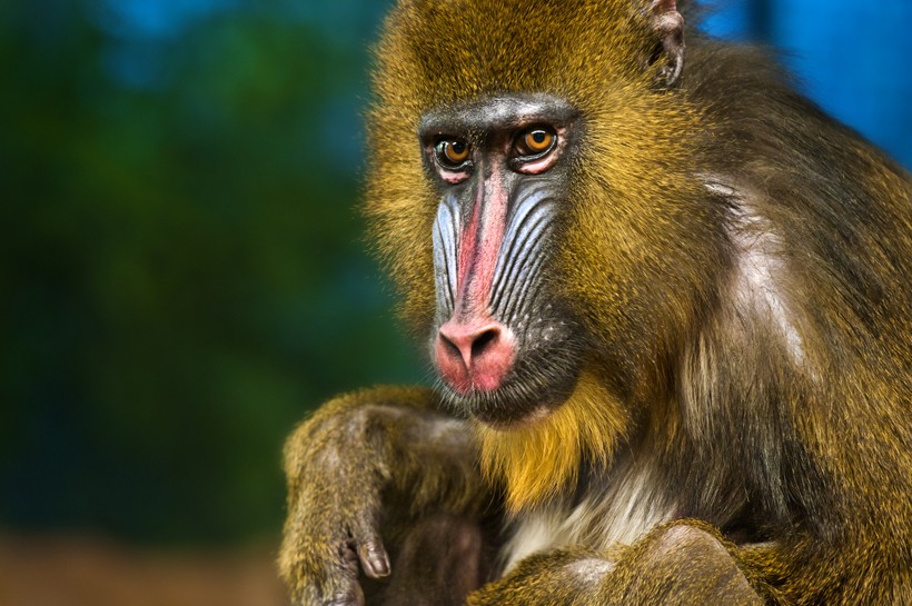 Do mandrills have opposable thumbs?