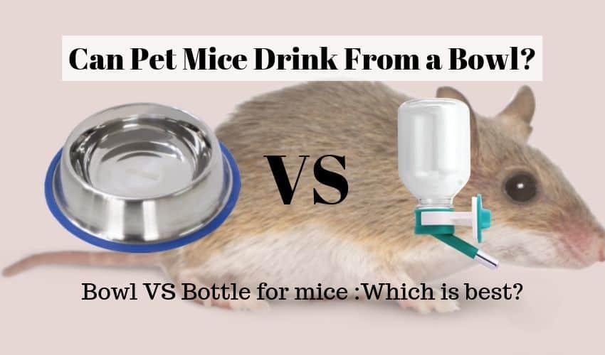 Do mice drink water when you eliminate food?