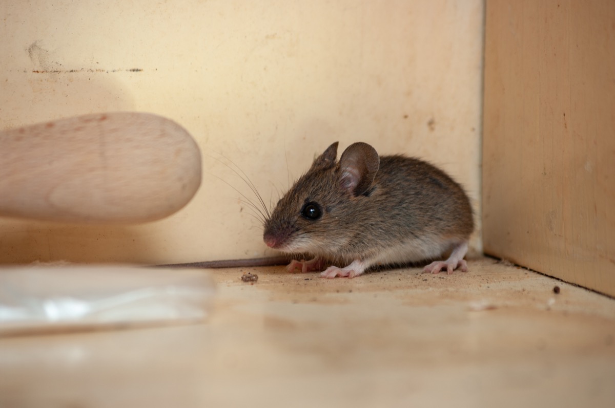 Do mice find food by smell?