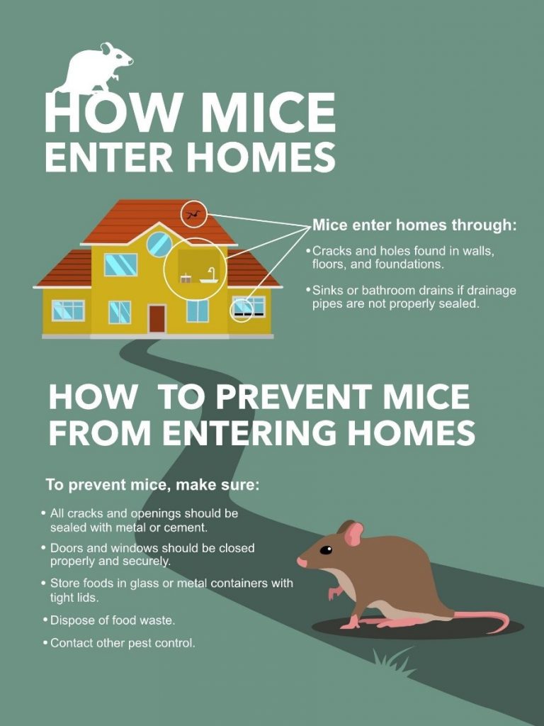 Do mice leave and come back?