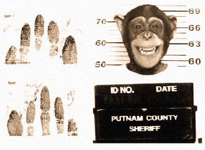 Do monkeys have fingerprints on their tails?
