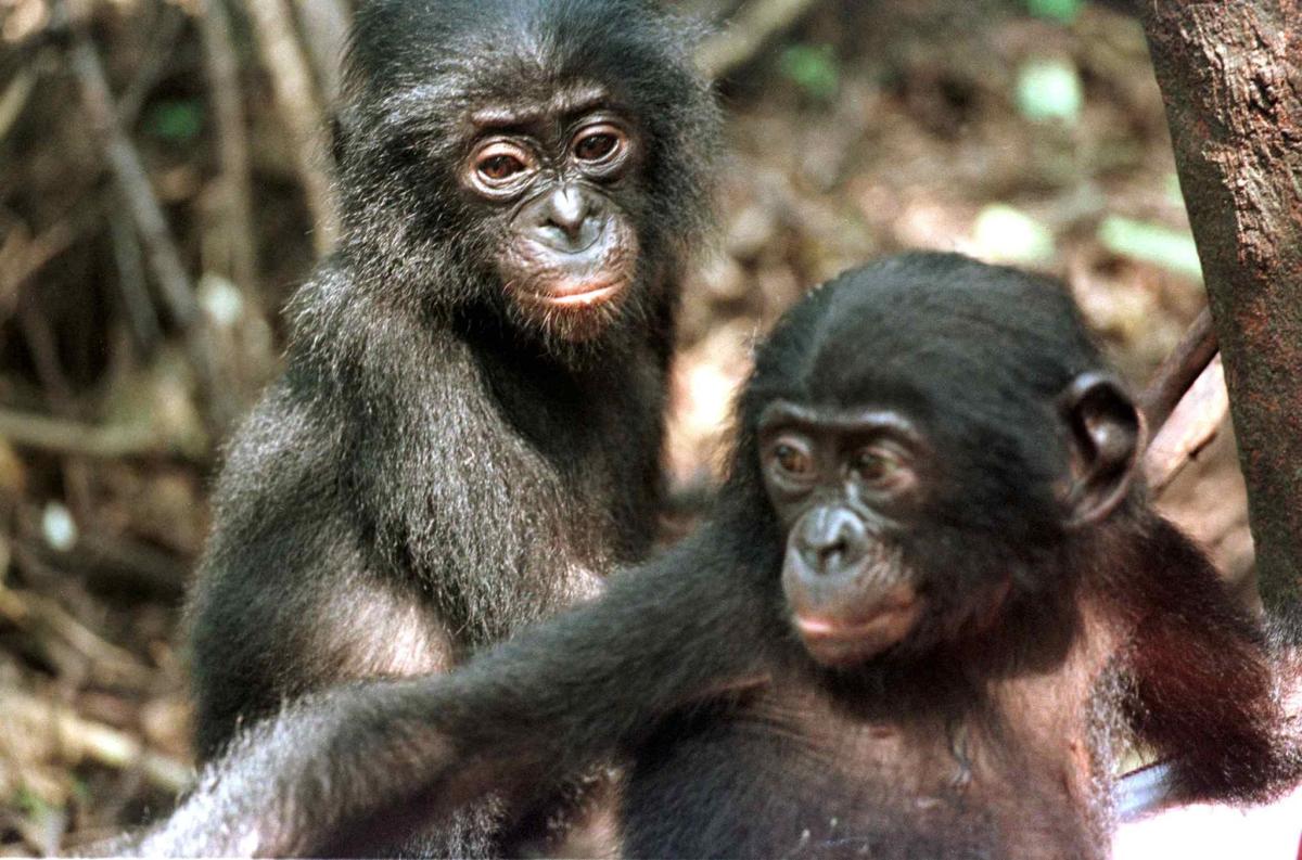 Do monkeys have gender?