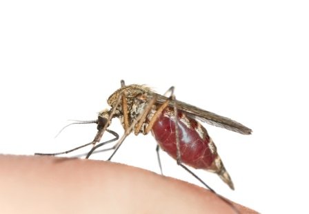 Do mosquitoes bite 3 times?