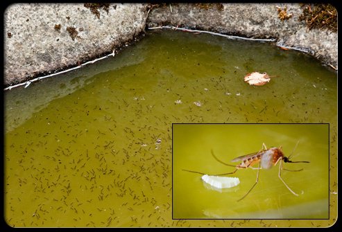 Do Mosquitoes lay eggs in standing water?