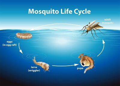Do mosquitoes like water?