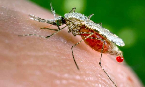 Do mosquitoes poop blood?