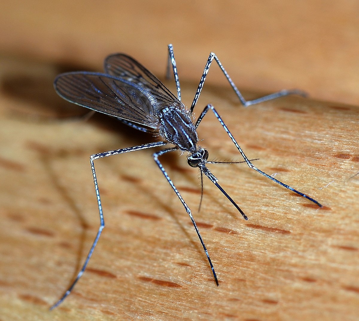 Do mosquitoes turn into flies?